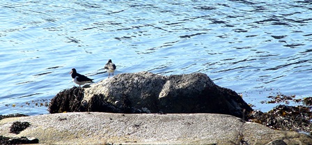 Foto Svanhild H Gbada